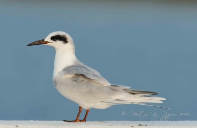 Common Tern Chincoteague NWR, Va