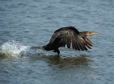 Double-crested Cormorant Chincoteague NWR , Va