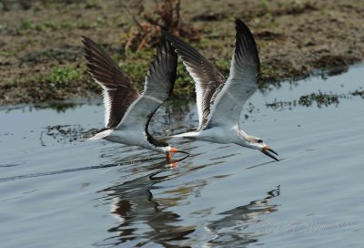 Black Skimmer Chincoteague NWR, Va