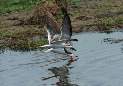 Black Skimmer Chincoteague NWR, Va