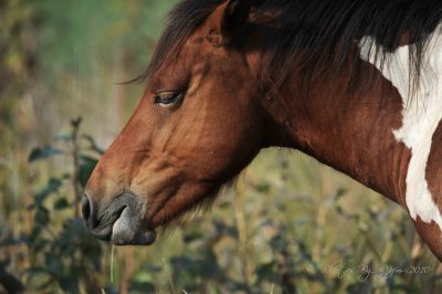  Wild Pony  Chincoteague NWR , Va
