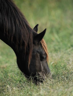 Wild Pony  Chincoteague NWR , Va