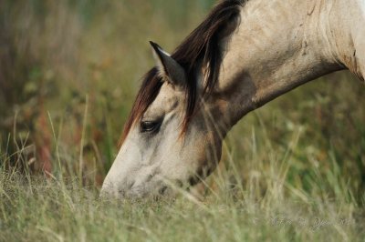 Wild Pony  Chincoteague NWR, Va