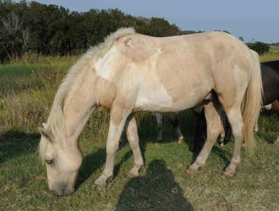 Wild Pony  Chincoteague NWR, Va