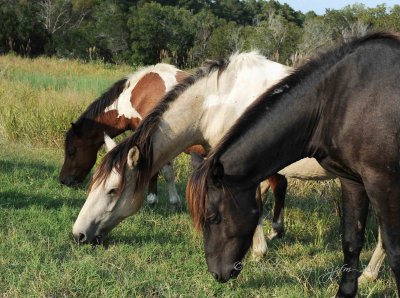 Wild Ponies  Chincoteague NWR, Va