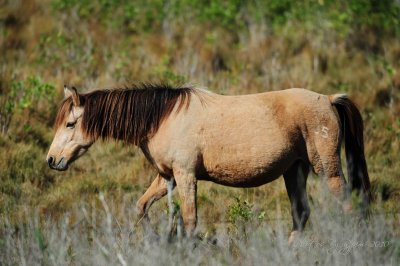 Wild Pony Chincoteague NWR, Va