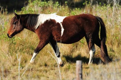 Wild Pony Chincoteague NWR,Va