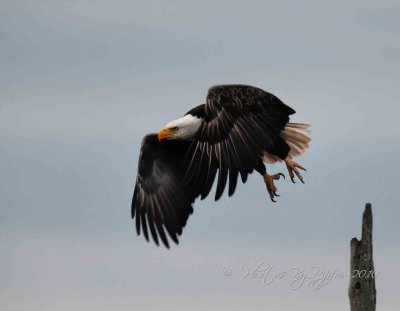  Bald Eagle Blackwater NWR, Md