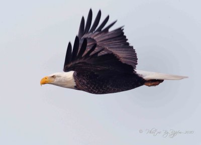 Bald Eagle Blackwater NWR, Md