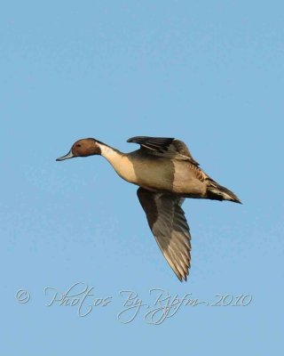 Northern Pintail (M) Duck  Chincoteague NWR,Va