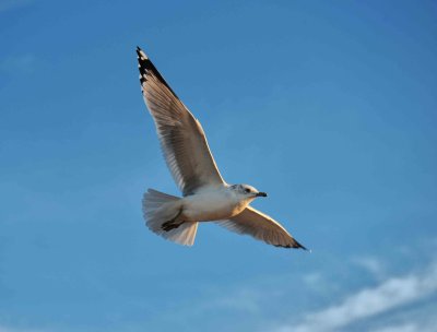 Gull Chincoteague NWR, Va
