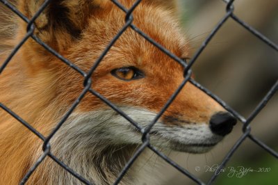 Red Fox  Kenai P wild life refuge Ak