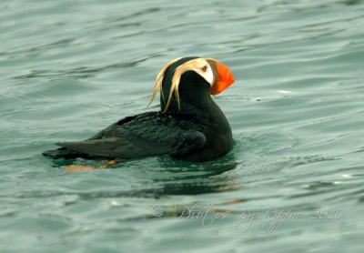 Tufted Puffin Homer Spit Seagull Island KP Ak
