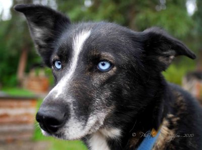 Blue  Sled Dog Denali Ak