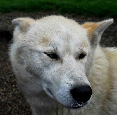 White Sled dog Denali Ak