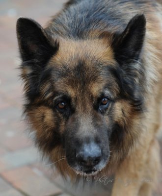 Wolfy St Maximin Fr.