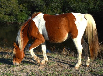 Wild Pony Chincoteague NWR, Va