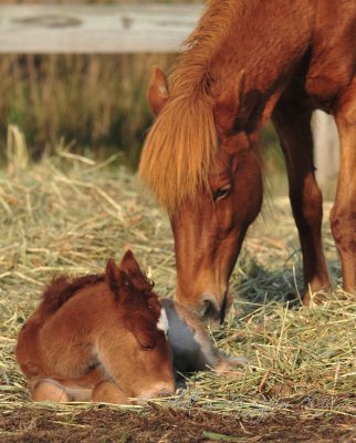 Wild Ponies Chincoteague NWR, Va