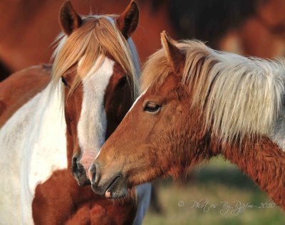 Wild Ponies Chincoteague NWR, Va