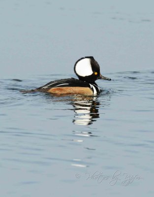 Hooded Merganzer Duck Male Chincoteague NWR Va