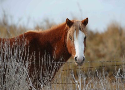 Wild Pony Chincoteague NWR Va