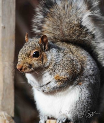  Eastern Gray  Squirrel , Va