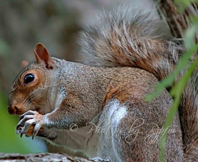Eastern Squirrel Williamsburg Va