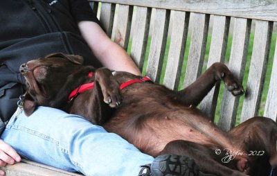  Men Best Friend  Hyde Park London 2012