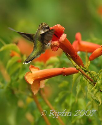 Ruby-Throated Hummingbird Huntley Meadows P Va