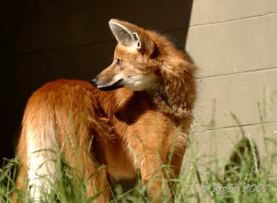 Maned Wolf  DC National  Zoo