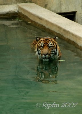 Sumatra Tiger DC National Zoo