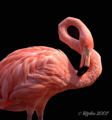 Flamingo DC National Zoo