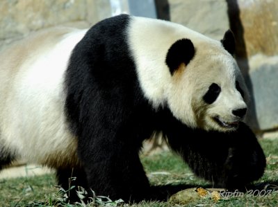 Giant Panda  DC National Zoo