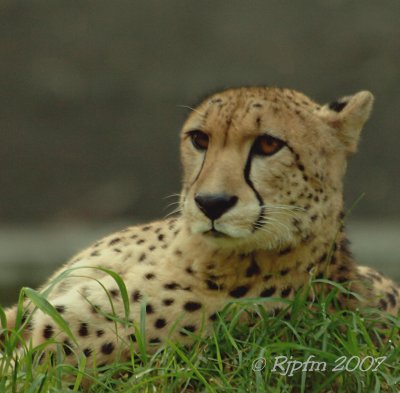 Cheetah DC National Zoo