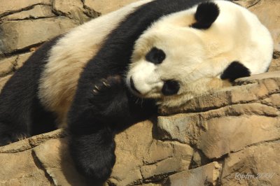 Giant Panda DC National Zoo