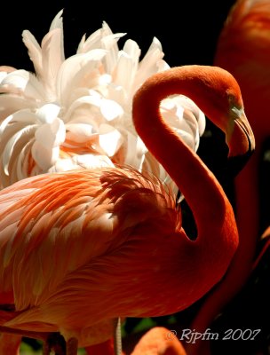 Flamingo DC National  Zoo