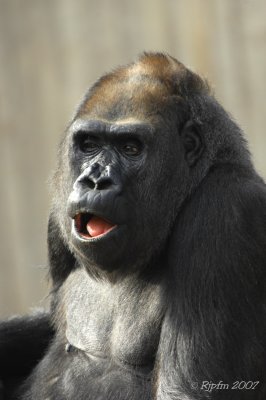 Gorilla Silver Back DC National Zoo