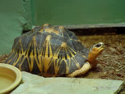 Turtle DC National Zoo