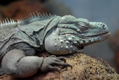 Iguana DC National Zoo