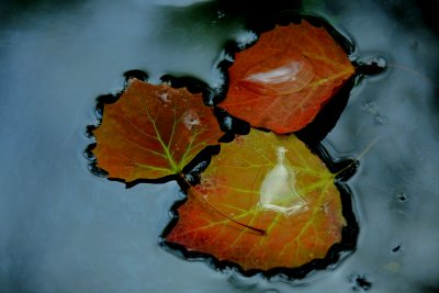 Swamp Leaves