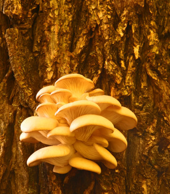 First Frost Mushrooms
