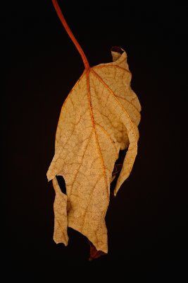 Dried Grape Leaf