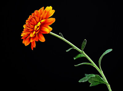 Fall Mum at Night