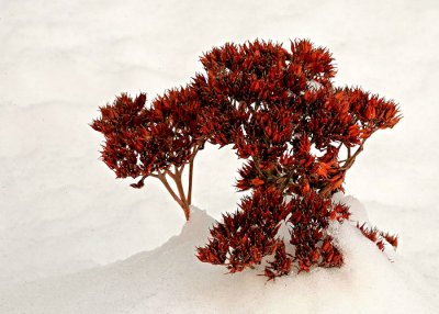 Bonzai In The Snow