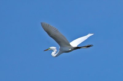 In Flight