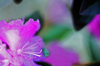 Backyard Flower - Wide Open