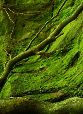 Creeping Forest
