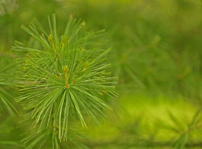 Young  New Cone
