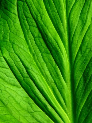 Skunk Cabbage