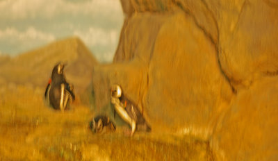 Penguin Family Outing